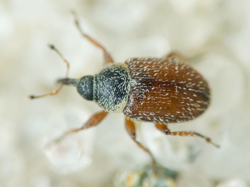 Mecinus plantaginis (Eppelsheimer, 1875)